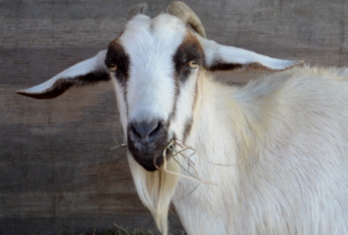 goat chewing