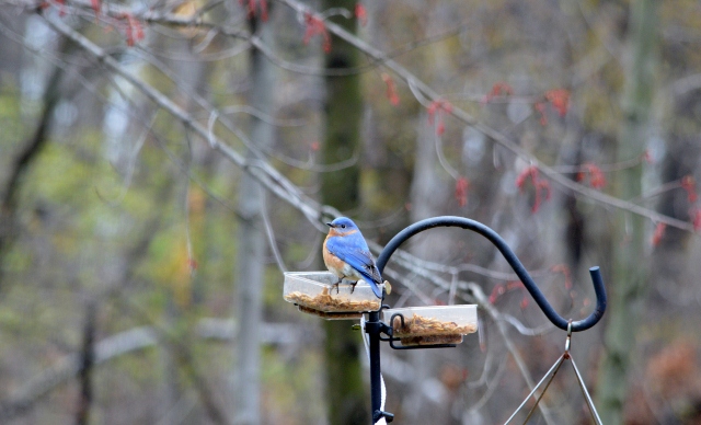 Eastern bluebird