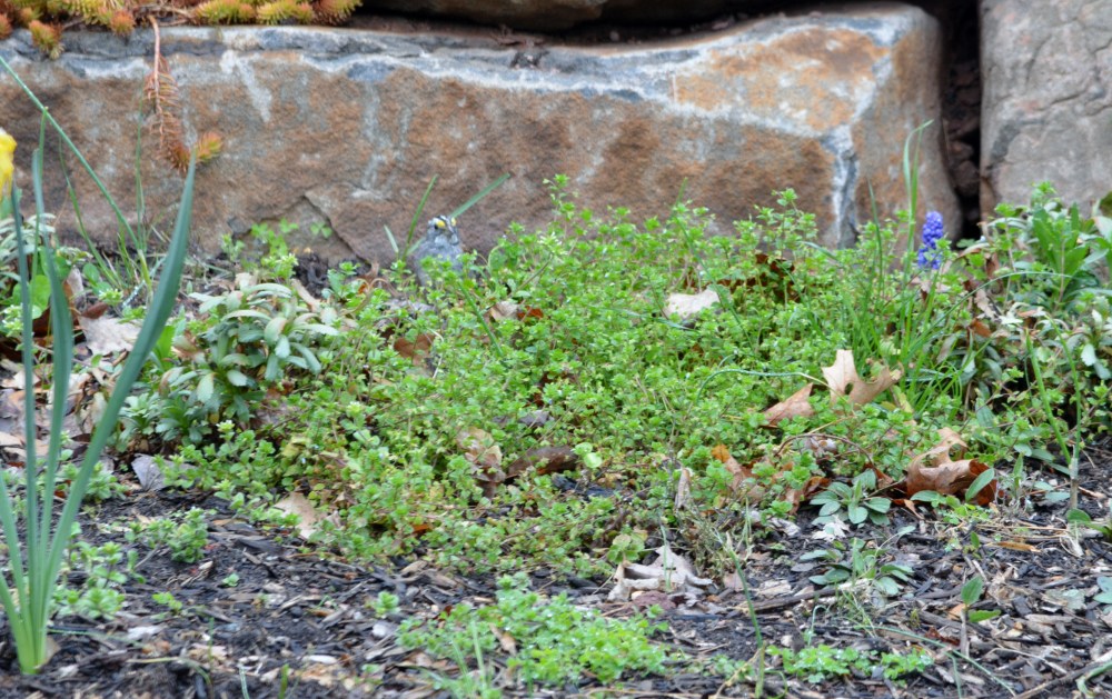 White throat sparrow