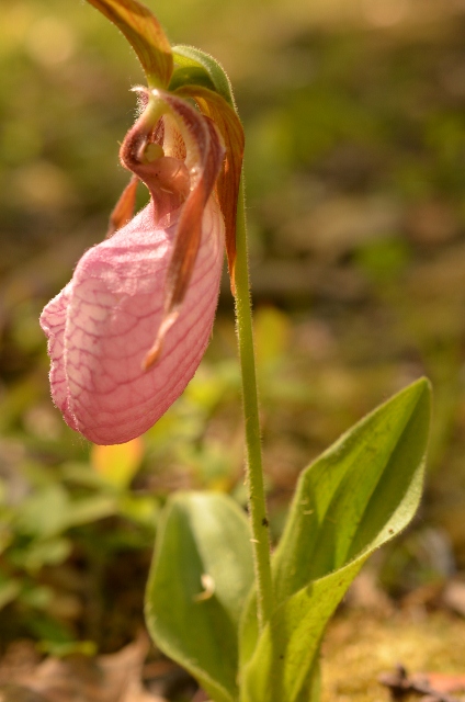 acaule, lady's slipper