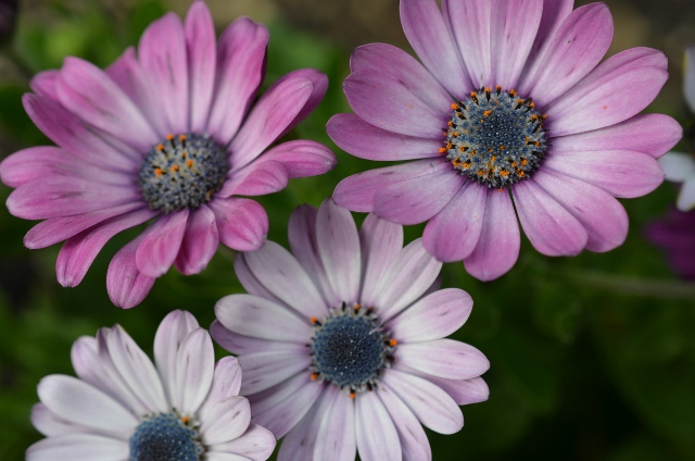 Purple African Daisy (640x424)