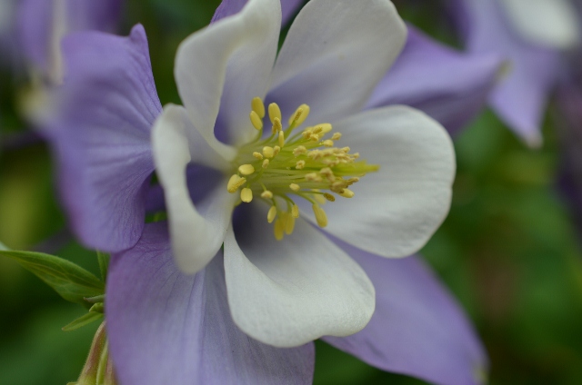 Columbine