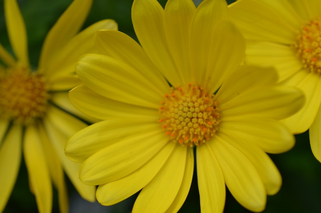 Osteospermum Balvoyelo