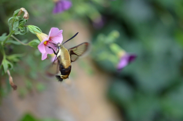 hummingbird moth 4 (640x424)