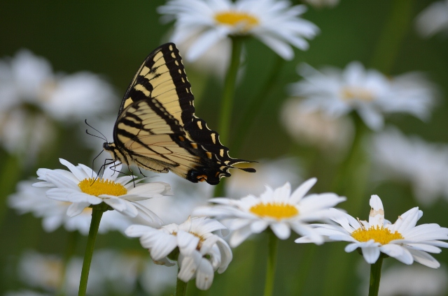 tiger swallowtail (640x424)