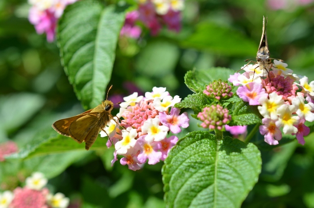 (Atalopedes campestris)
