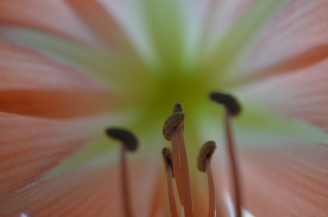 Amaryllis