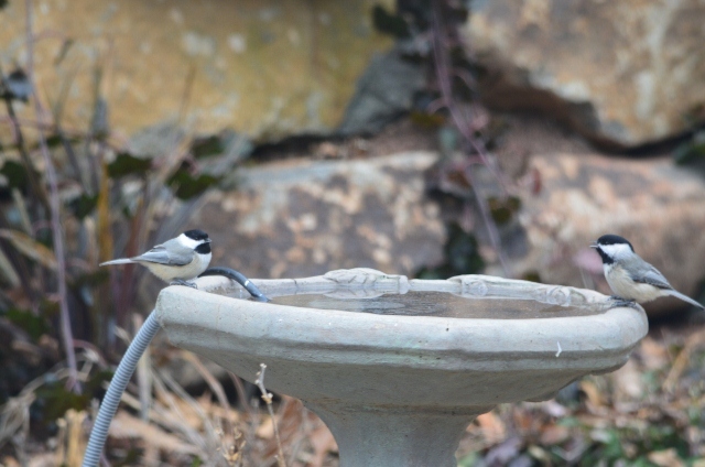 2 chickadees birdbath (640x424)