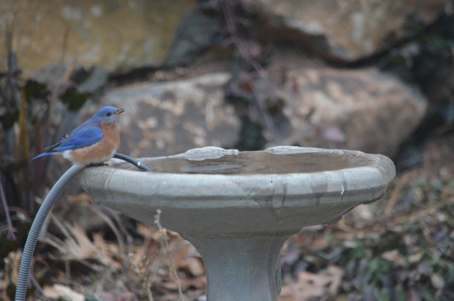 bluebird 1-25-1 (640x424)
