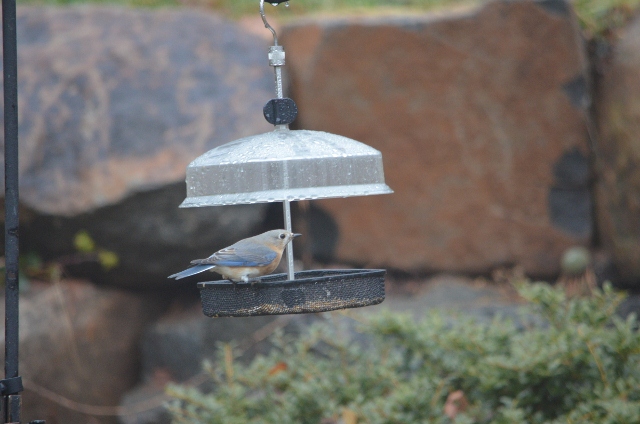 bluebird female (640x424)