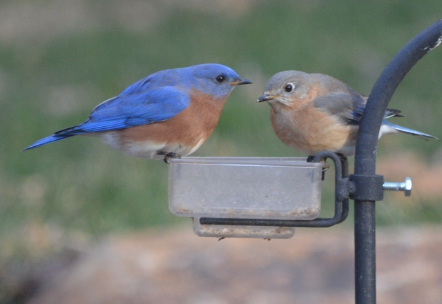 bluebird pair 2 (640x441)