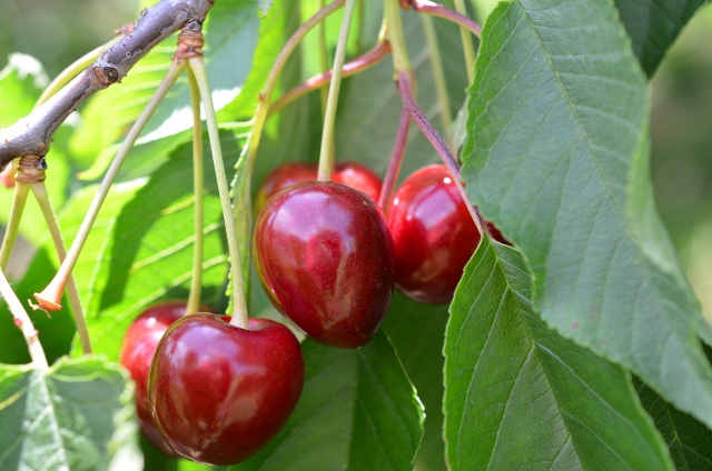 Cherries 2 (640x424)