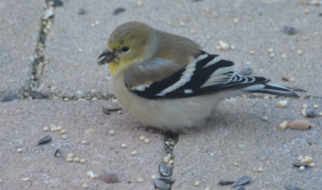 goldfinch 2 (640x377)