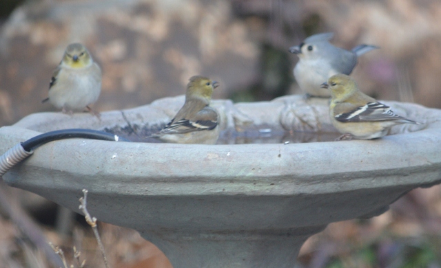 goldfinsh titmouse birdbath (640x390)