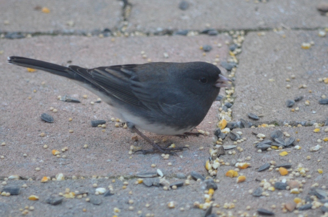 junco (640x424)
