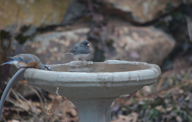 junco bluebird bb 1-25-4 (640x407)