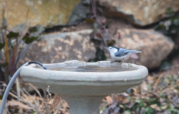 nuthatch 1 (640x424)