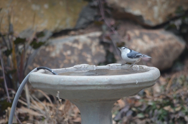 nuthatch 2 (640x424)