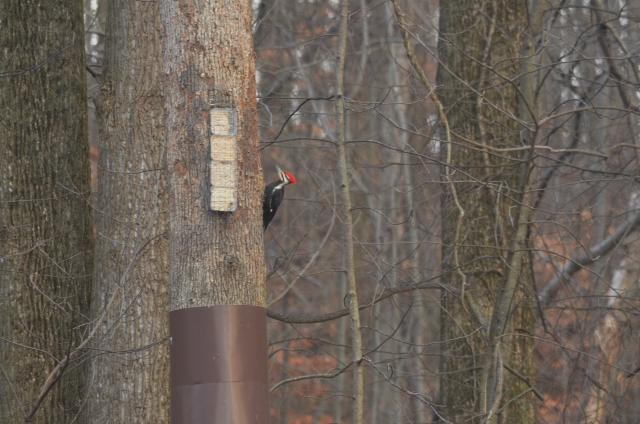 pileated 6 (640x424)