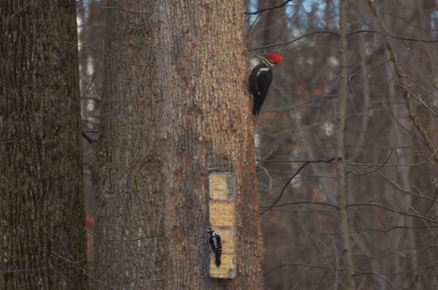 pileated cropped 2 (640x424)