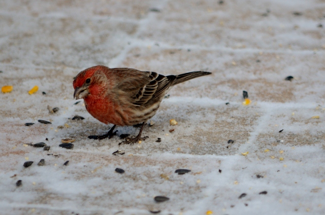 purple finch (640x424)