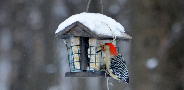 red bellied (640x315)