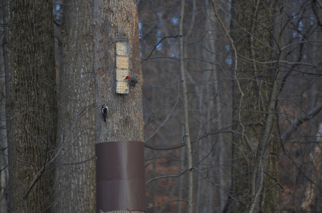 red bellied and hairy (640x424)