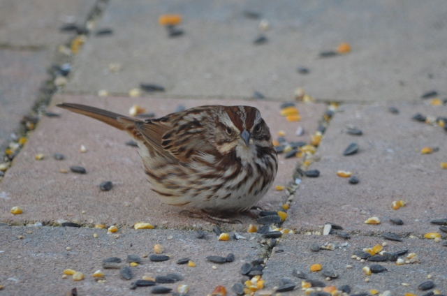 song sparrow (640x424)