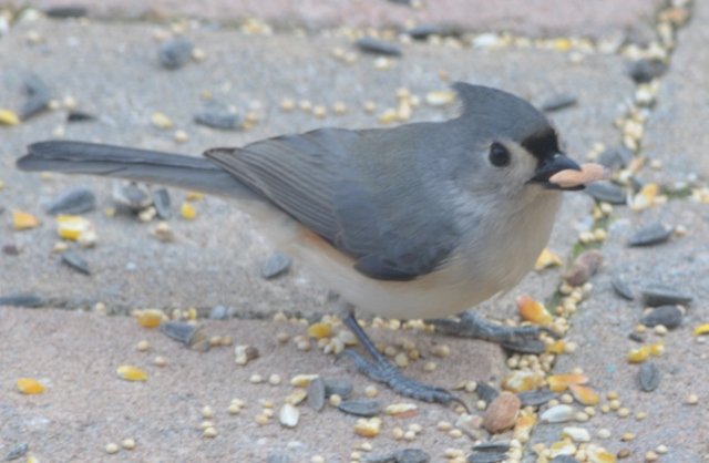 titmouse (640x418)