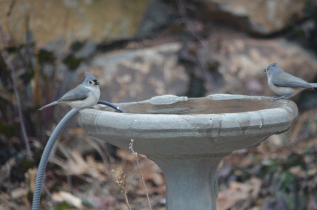 titmouse birdbath 1-25-2 (640x424)