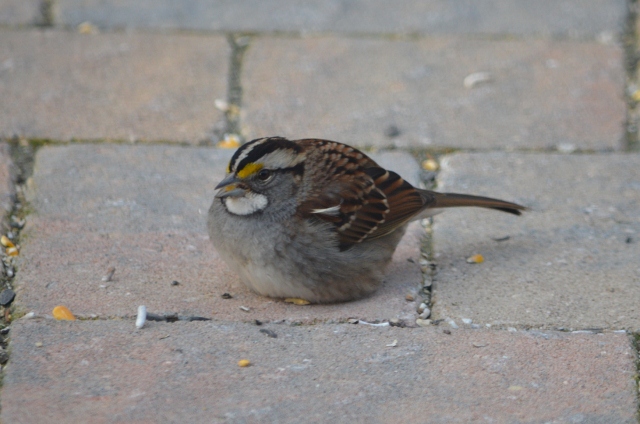 white throat 5 (640x424) (2)