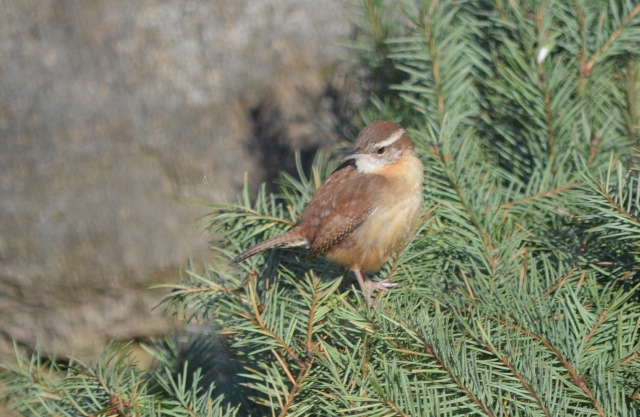 carolina wren (640x417)