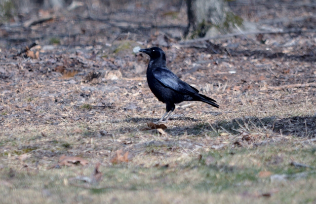 crow (640x414)
