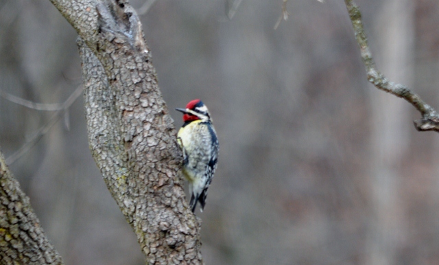 sapsucker (640x386)