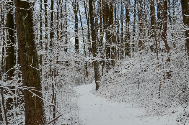 snowy path (640x424)