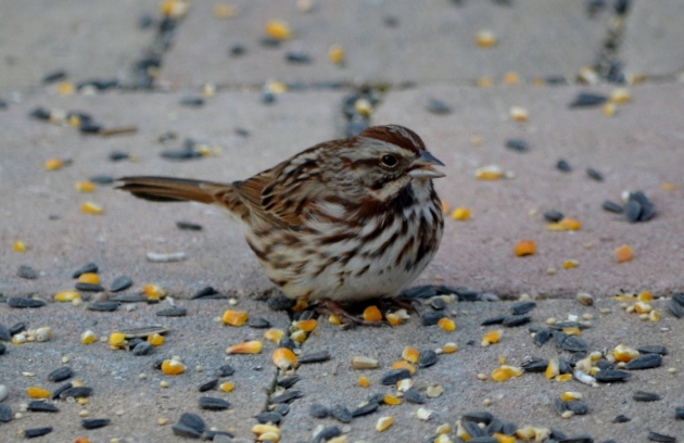 song sparrow 2 (640x424)