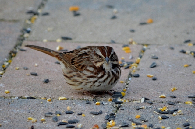 song sparrow (640x424)