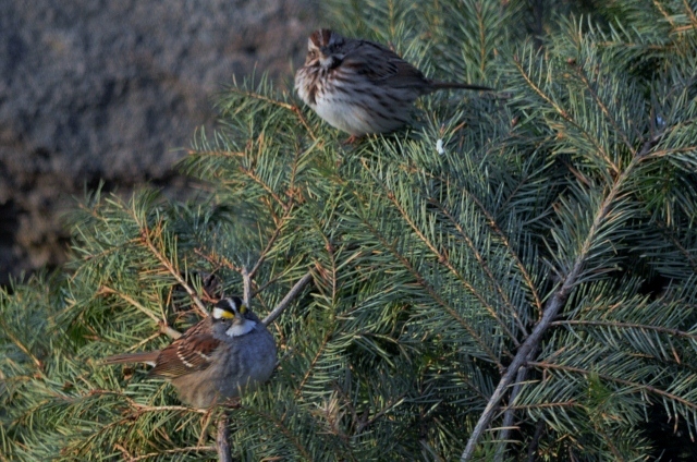 white throat song sparrow (640x424)