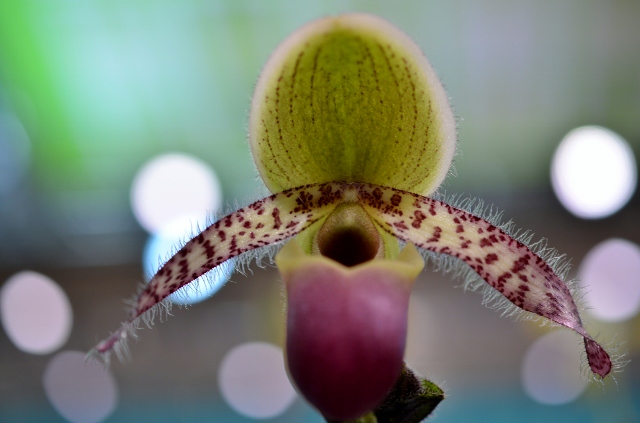 flower show 12 (640x423)