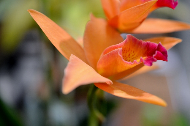 flower show 16 (640x424)