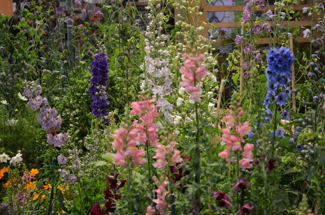 flower show 19 (640x424)