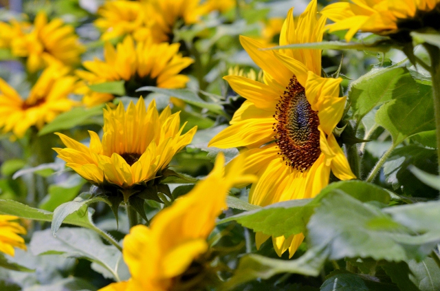 flower show 22 (640x423)