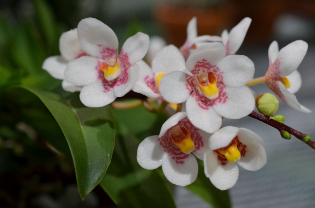 flower show 27 (640x422)