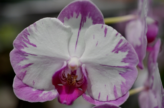 flower show 5 (640x423)