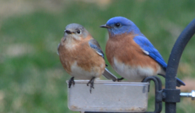 bluebird pair 3 (640x373)