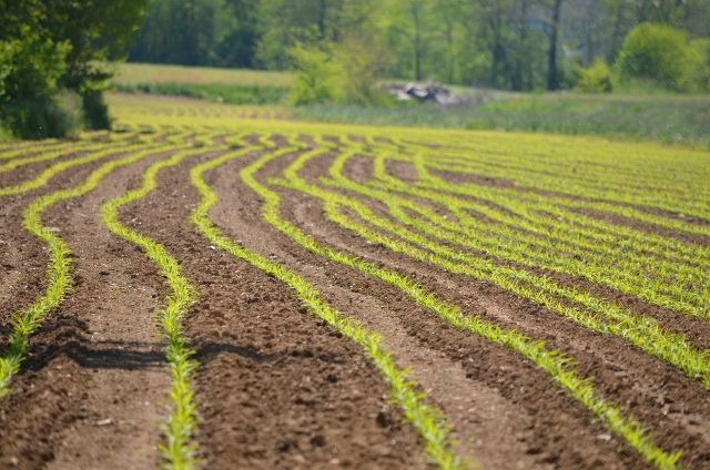 corn field (640x424)