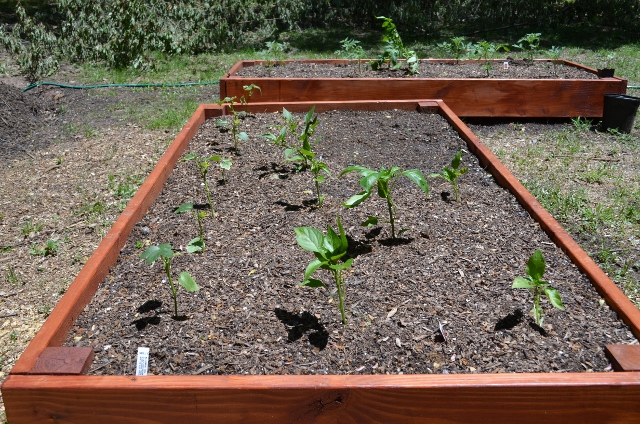 raised beds (640x424)