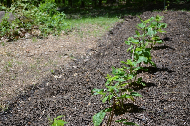 raspberries (640x424)