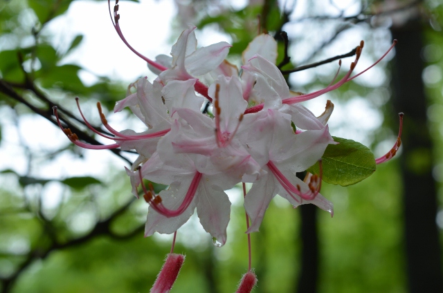 wild azalea 2 (640x424)
