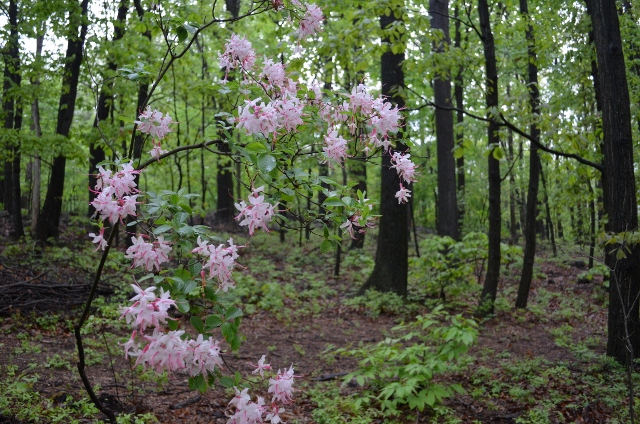 wild azalea (640x424)